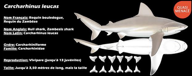 Attaque de requins: des prédateurs pas si menaçants, menacés, utiles